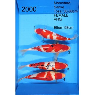 Momotaro VHQ FEMALE Sanke Tosai 42-44cm aus...