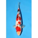 Momotaro VHQ / Showclass FEMALE Sanke Tosai 38cm aus...