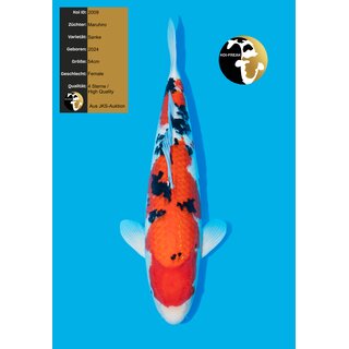 Maruhiro VHQ Sanke Female 54cm geb. 2024 / aus JKS-AUKTION