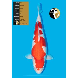 Maruhiro VHQ Kohaku Female 66cm geb. 2023 / aus JKS-AUKTION