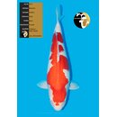 Maruhiro VHQ Kohaku Female 66cm geb. 2023 / aus JKS-AUKTION