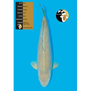 Maruhiro VHQ Chagoi Female 68cm geb. 2023 / aus JKS-AUKTION