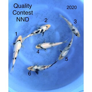 NND Quality Contest Tategoi Shiro Utsuri Tosai ca. 20cm /...