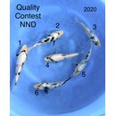 NND Quality Contest Tategoi Shiro Utsuri Tosai ca. 20cm /...