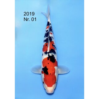 NND Very High Quality Sanke Tosai 34cm / Aufzucht m�glich