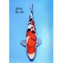 NND Very High Quality Sanke Tosai 35cm / Aufzucht m�glich