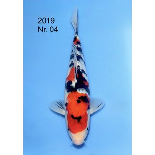 NND Very High Quality Sanke Tosai 31cm / Aufzucht m�glich