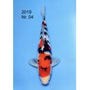 NND Very High Quality Sanke Tosai 31cm / Aufzucht m�glich