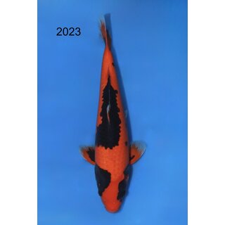 Ozumi Tategoi / Showquality Yamakagashi Red Dragon 42cm...