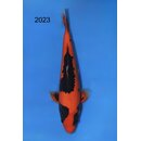 Ozumi Tategoi / Showquality Yamakagashi Red Dragon 42cm...