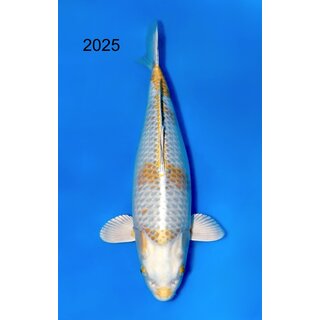 Ozumi Very High Quality Yellow Hariwake / Kogane Ochiba...