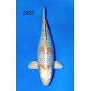 Ozumi Very High Quality Yellow Hariwake / Kogane Ochiba...