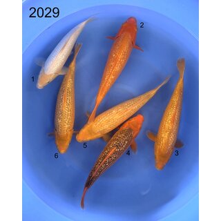 Taniguchi VHQ / Tategoi Golden Corn Tosai FEAMLE 32-42cm...