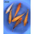 Taniguchi VHQ / Tategoi Golden Corn Tosai FEAMLE 32-42cm...