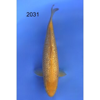 Taniguchi Highclass Tategoi Showlevel Golden Corn Tosai...