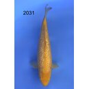 Taniguchi Highclass Tategoi Showlevel Golden Corn Tosai...