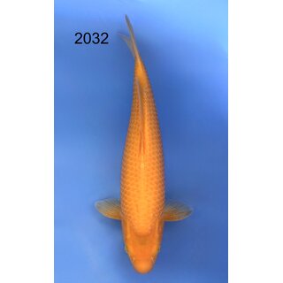 Taniguchi Highclass Tategoi Showlevel Golden Corn Tosai...
