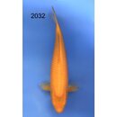 Taniguchi Highclass Tategoi Showlevel Golden Corn Tosai...