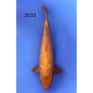 Taniguchi Highclass Tategoi Showlevel Golden Corn Tosai...