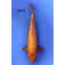 Taniguchi Highclass Tategoi Showlevel Golden Corn Tosai...