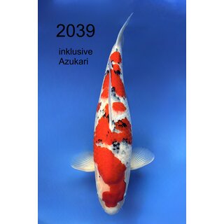 Beppu Tategoi Highclass Sanke FEMALE 65cm geb. 2023 /...