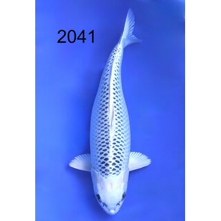 Beppu VHQ Showclass Gin Matsuba FEMALE 62cm geb. 2024 -...
