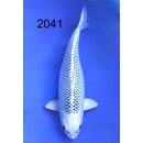 Beppu VHQ Showclass Gin Matsuba FEMALE 62cm geb. 2024 -...