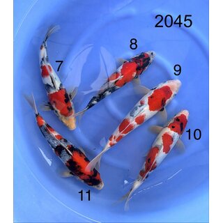 Ogata VHQ Showa Isa Blutlinie Tateshita Tosai ca. 35cm /...