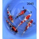 Ogata VHQ Showa Isa Blutlinie Tateshita Tosai ca. 35cm /...