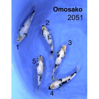 Omosako VHQ / Tategoi Shiro Utsuri Tosai 23-28cm mit...
