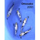 Omosako VHQ / Tategoi Shiro Utsuri Tosai 23-28cm mit...