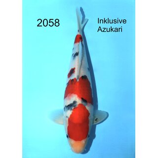 Kondo Highclass Tategoi Showlevel Sanke Tosai FEMALE 33cm...
