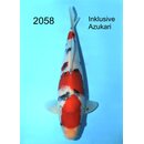 Kondo Highclass Tategoi Showlevel Sanke Tosai FEMALE 33cm...