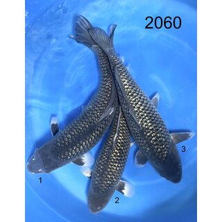 Abe VHQ Ginrin Kuro Soragoi 50-60cm Female geb. 2024 /...