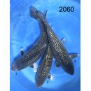 Abe VHQ Ginrin Kuro Soragoi 50-60cm Female geb. 2024 /...