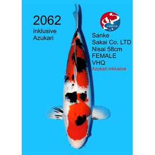 Sakai - Narita VHQ Sanke FEMALE 58cm geb. 2024 - aus...