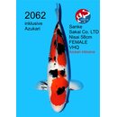 Sakai - Narita VHQ Sanke FEMALE 58cm geb. 2024 - aus...
