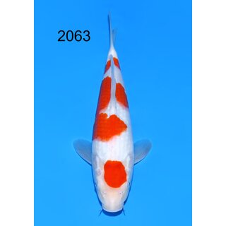 Matsue VHQ / Showclass Kohaku Tosai 29cm aus JKS-Auktion...