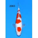 Matsue VHQ / Showclass Kohaku Tosai 29cm aus JKS-Auktion...