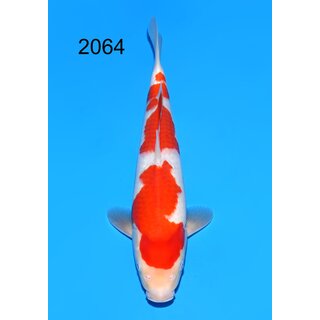 Maruyama VHQ / Showclass Kohaku Tosai 38cm aus...