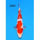 Maruyama VHQ / Showclass Kohaku Tosai 38cm aus...