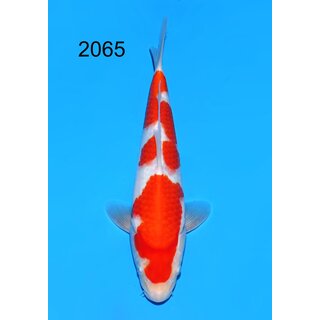 Maruyama VHQ / Showgewinner Kohaku Tosai 31cm aus...