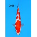 Maruyama VHQ / Showgewinner Kohaku Tosai 31cm aus...