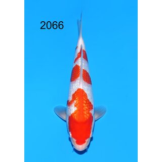 Maruyama VHQ / Showclass Ginrin Kohaku Tosai 30cm aus...