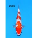 Maruyama VHQ / Showclass Ginrin Kohaku Tosai 30cm aus...
