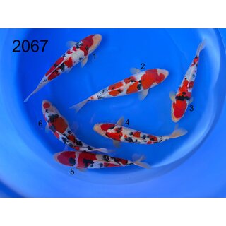 Marudo VHQ / Showquality Sanke Tosai 35-42cm aus...