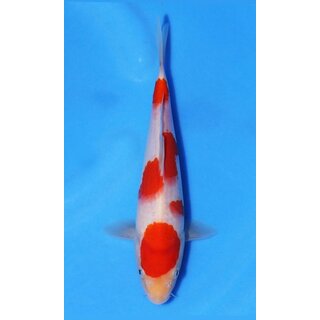 Ooya VHQ / Showclass Kohaku 25cm Higashima Auktion  /...