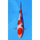 Ooya VHQ / Showclass Kohaku 25cm Higashima Auktion  /...