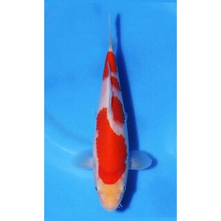 Ooya VHQ / Showclass Kohaku 24cm Higashima Auktion  /...