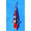 Ooya VHQ / Showclass Sanke 26cm Gewinner AJYKS 2026  /...